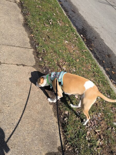 rehoming dog due to loss of job