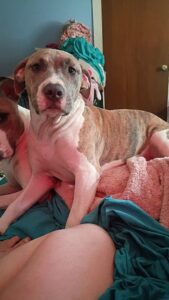 Bully pitbull puppy