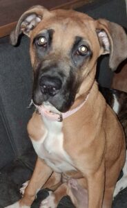 Boxer/ heeler puppies looking for their forever homes