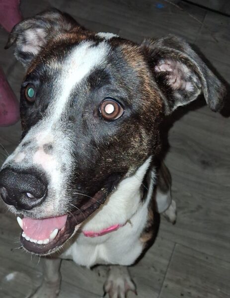 Boxer/ heeler puppies looking for their forever homes