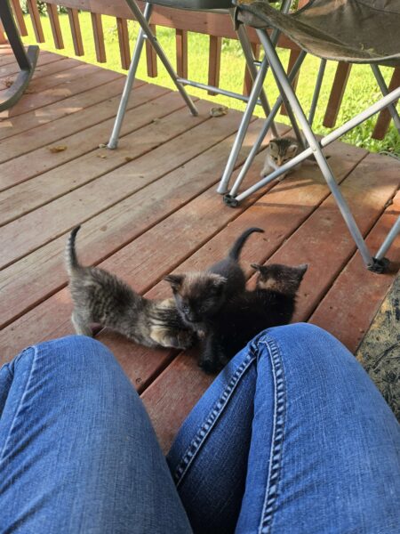 4 Kittens Free To Good Homes / 2 boys 2 girls / 7 weeks old