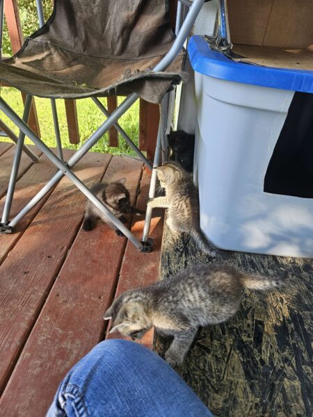 4 Kittens Free To Good Homes / 2 boys 2 girls / 7 weeks old