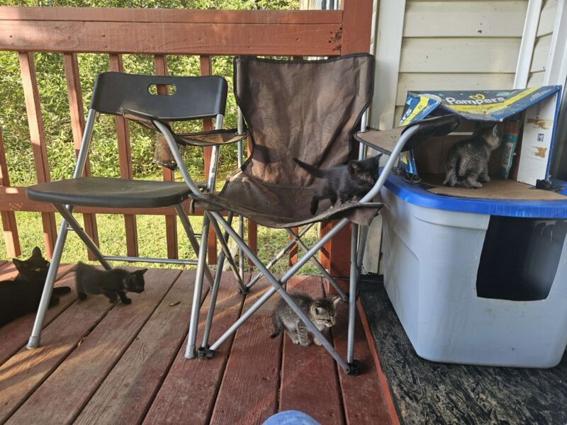 4 Kittens Free To Good Homes / 2 boys 2 girls / 7 weeks old