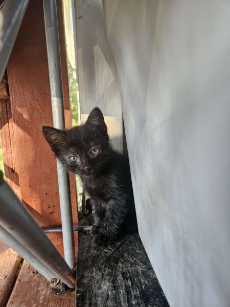 4 Kittens Free To Good Homes / 2 boys 2 girls / 7 weeks old