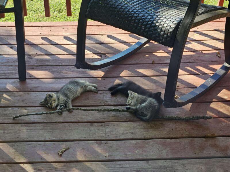 4 Kittens Free To Good Homes / 2 boys 2 girls / 7 weeks old