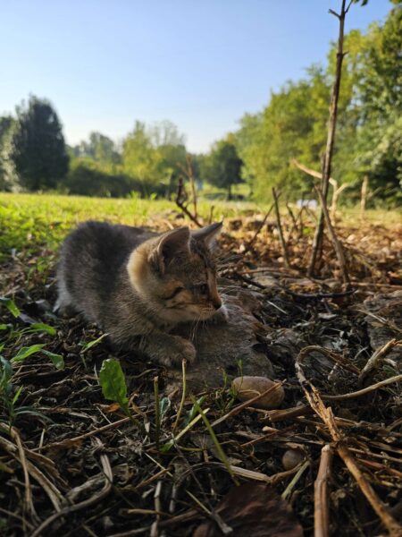 4 Kittens Free To Good Homes / 2 boys 2 girls / 7 weeks old