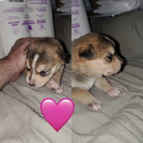 5 husky mix puppies