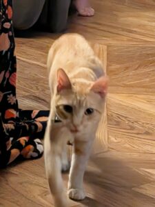 Orange/cream male cat