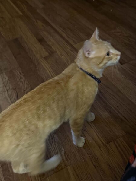 Orange/cream male cat