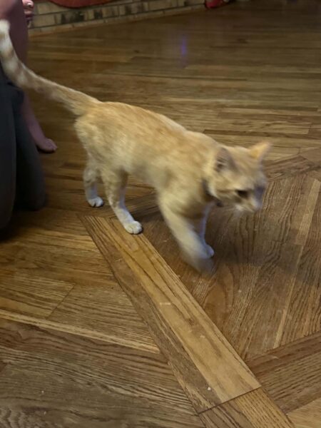 Orange/cream male cat