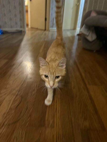 Orange/cream male cat