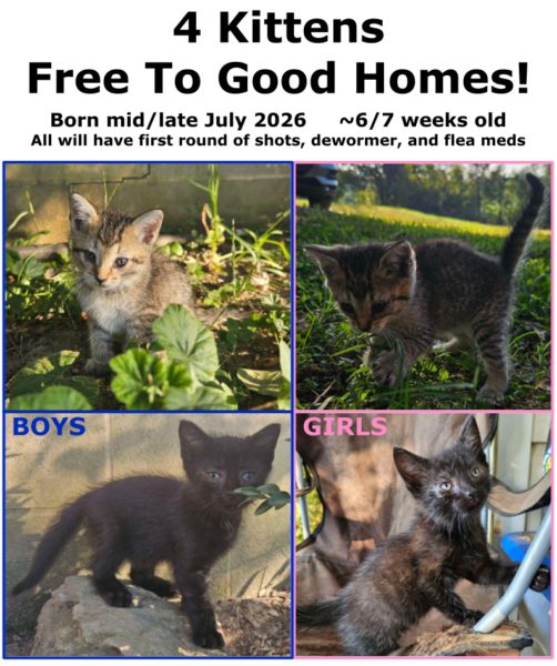 4 Kittens Free To Good Homes / 2 boys 2 girls / 7 weeks old