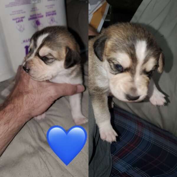 5 husky mix puppies
