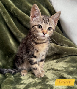 Daisy - Female - 11 weeks