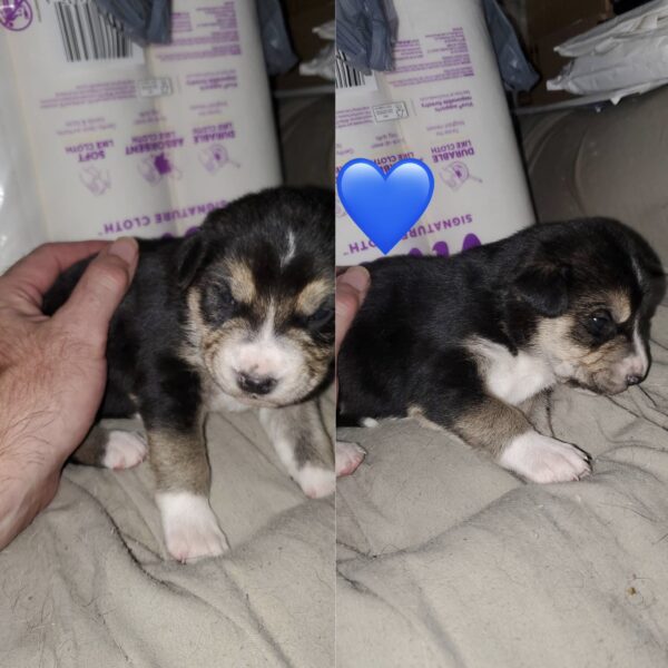 5 husky mix puppies
