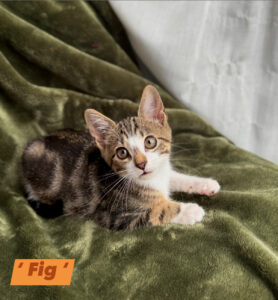 Fig - Male - 11 Weeks