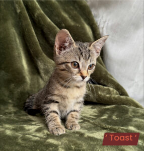 Toast - Female - 11 weeks