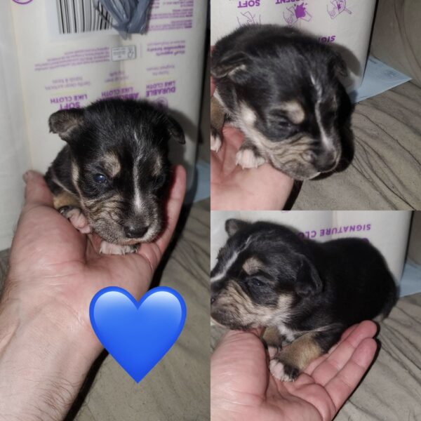 5 husky mix puppies