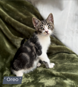 Oreo - Male - 11 Weeks