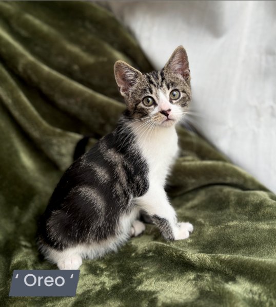 Oreo - Male - 11 Weeks