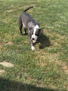 2 year old female- pit mix