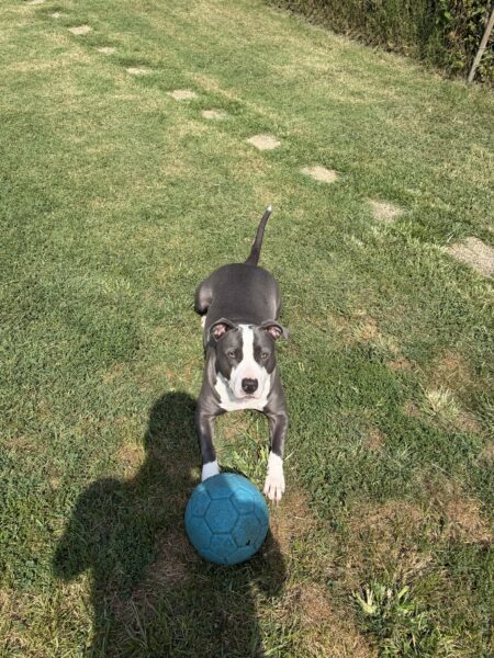2 year old female- pit mix