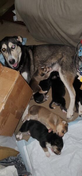 5 husky mix puppies