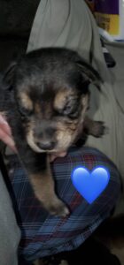 5 husky mix puppies
