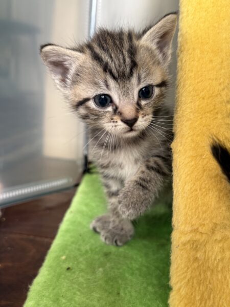 Toast - Female - 11 weeks