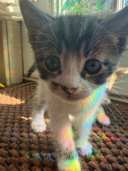 Oreo - Male - 11 Weeks