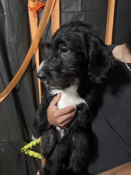 Need to Rehome ASAP
