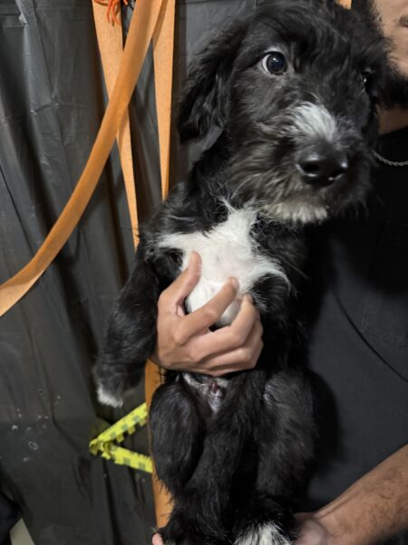 Need to Rehome ASAP