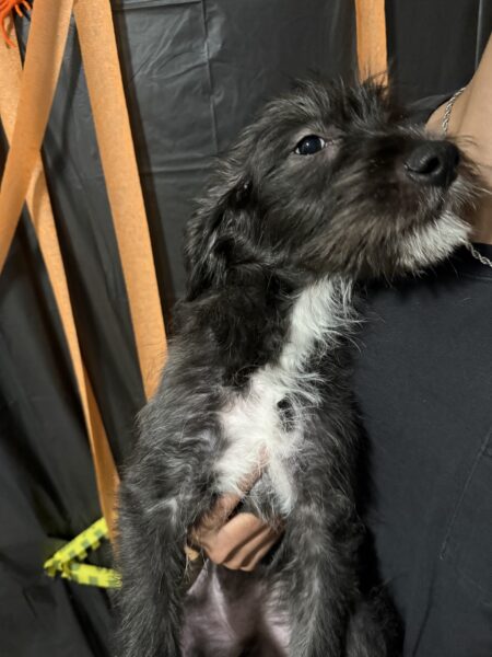 Need to Rehome ASAP