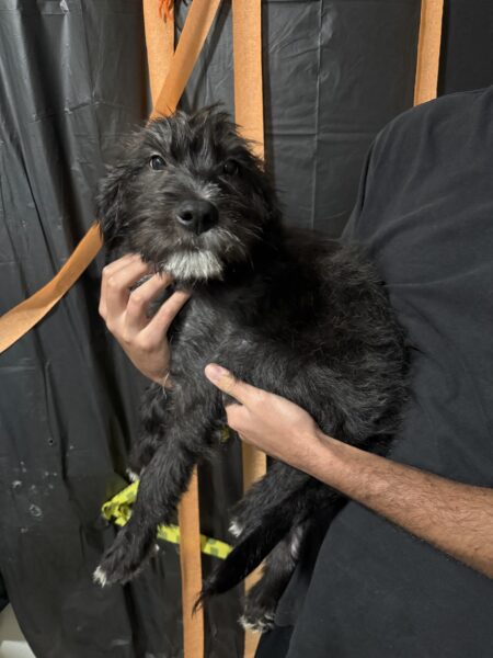 Need to Rehome ASAP