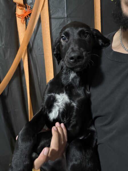 Need to Rehome ASAP