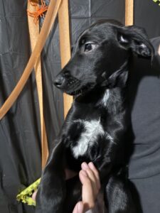 Need to Rehome ASAP
