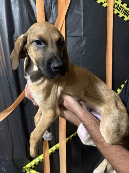 Need to Rehome ASAP