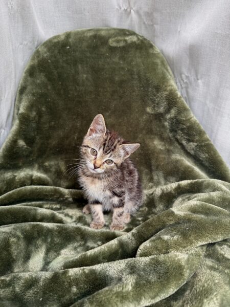 Daisy - Female - 11 weeks