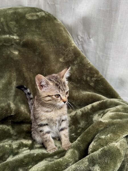 Toast - Female - 11 weeks