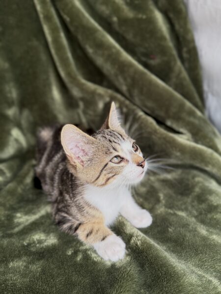 Fig - Male - 11 Weeks