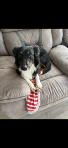 Border Collie looking for a new home
