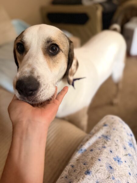 Charley needs a good home
