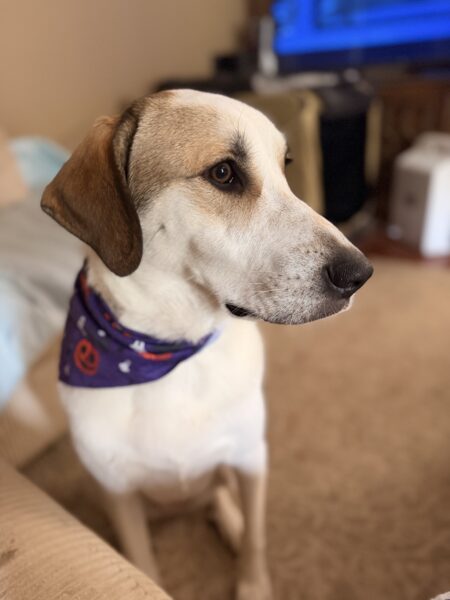 Charley needs a good home