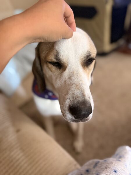 Charley needs a good home
