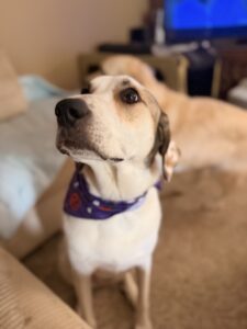 Charley needs a good home