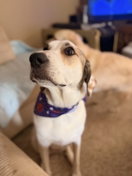 Charley needs a good home