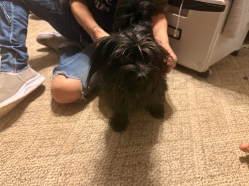 3 year old mixed breed small dog
