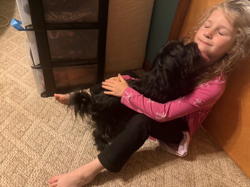 3 year old mixed breed small dog