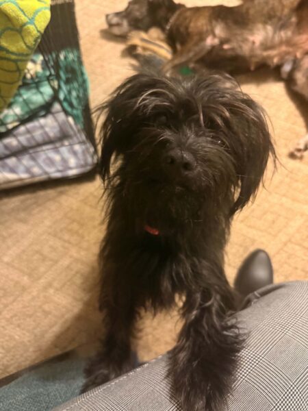 3 year old mixed breed small dog