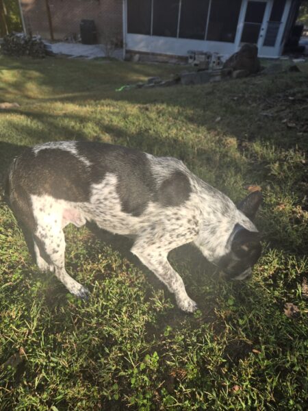 Healthy, neutered, high energy Blue Heeler Terrier mix, Paducah